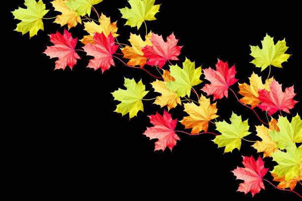 istock foliage isolated on black background. 666795958