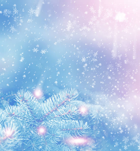 istock forest in the frost. 666795972
