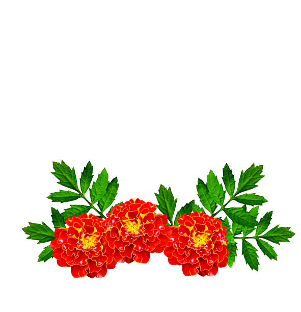 bright colorful flowers marigolds isolated on white background