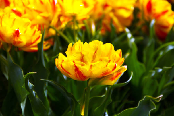 istock Colorful flowers in spring park. Flower landscape 666796620