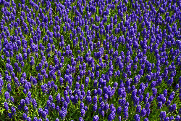 istock Colorful flowers in spring park. Flower landscape 666798850