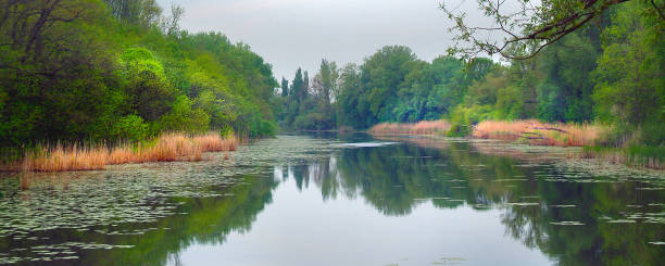 swamp swamp mississippi delta stock pictures, royalty-free photos & images