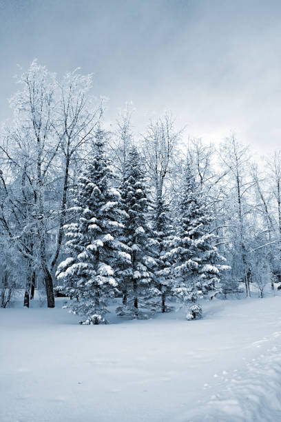 istock Trees in a snowy park winter landscape forest 666805858
