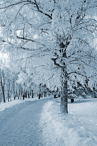 istock Trees in a snowy park winter landscape forest 666805880
