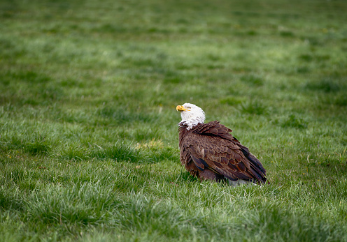 A Bald Eagle in a grassy or alfalfa field.