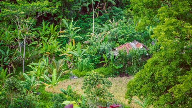 хат в сказке между пышными зелеными банановыми деревьями в sidemen, бали, индонезия - sidemen стоковые фото и изображения
