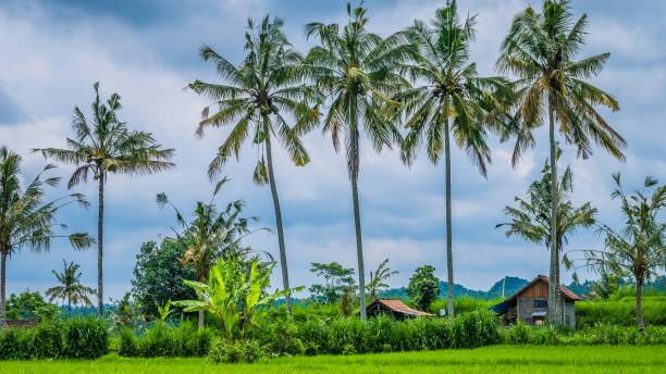 pirinç tarrace, çalıştırıcılar yakınındaki bazı hindistancevizi palmiye ağaçları. bali, endonezya - sidemen stok fotoğraflar ve resimler