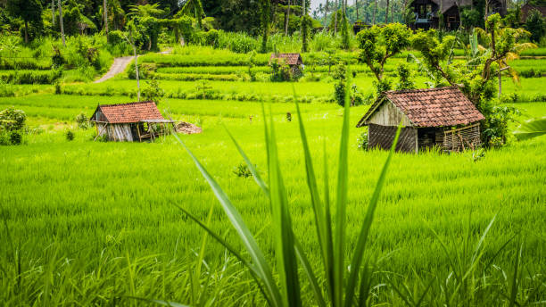 무성 한 녹색 쌀 tarrace sidemen, 발리, 인도네시아에에서 있는 2 개의 오두막 - sidemen 뉴스 사진 이미지
