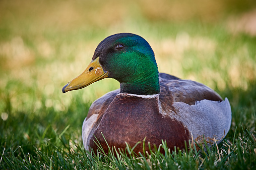 Mallard duck resting on grass