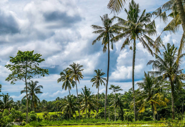 코코넛 야 자 나무 쌀 tarrace, sidemen 근처입니다. 발리, 인도네시아 - sidemen 뉴스 사진 이미지