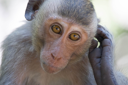 A cute monkey lives in a natural forest of Thailand.