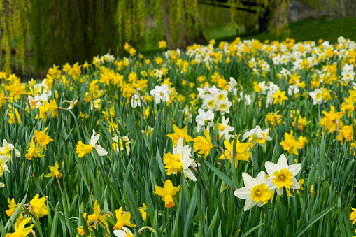 Many yellow and white daffodils and green fresh grass in an urban park in braunschweig, (brunswick) germany.