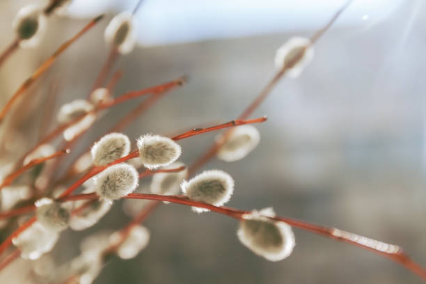 istock Willow fur-trees in sunlight in blur, close-up, in retro style 666823440