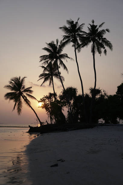istock Sunset behind coconut trees on island, Maldives 666823682