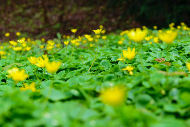 istock Yellow Flowers in Green 666827346