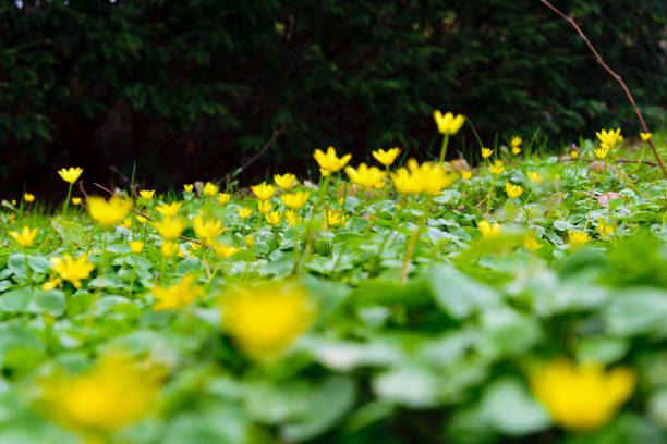 istock Yellow Flowers in Green 666827414
