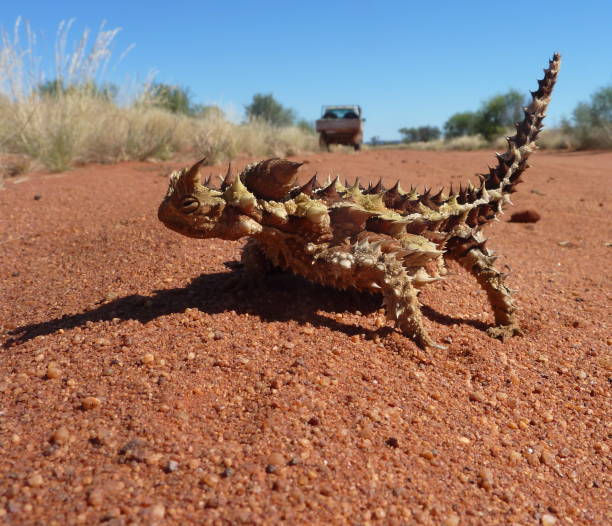 thorny devil su una strada desertica dell'outback. - thorny devil lizard australia northern territory desert foto e immagini stock