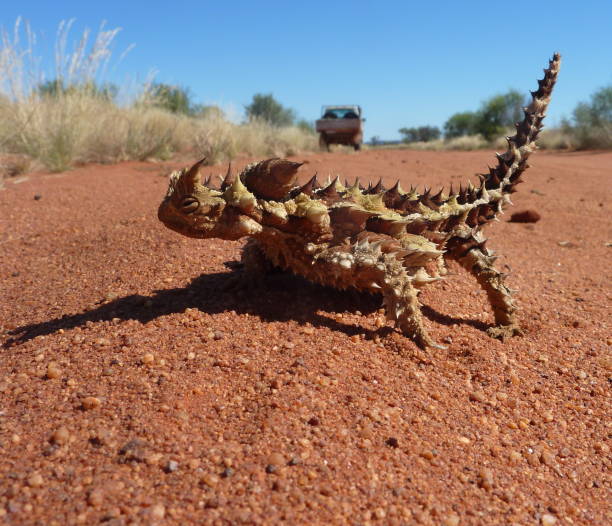 тернистый дьявол на пустынной дороге. - thorny devil lizard australia northern territory desert стоковые фото и изображения