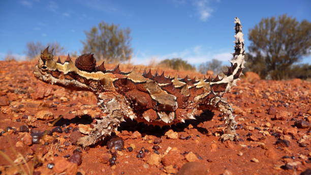 A close up portrait of a Thorny Devil Lizard. A brightly coloured Thorny Devil lizard on red gravel in outback central Australia. moloch horridus stock pictures, royalty-free photos & images