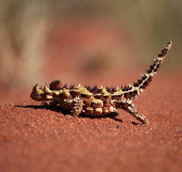 тернистый дьявол на красном песке пустыни. - thorny devil lizard australia northern territory desert стоковые фото и изображения