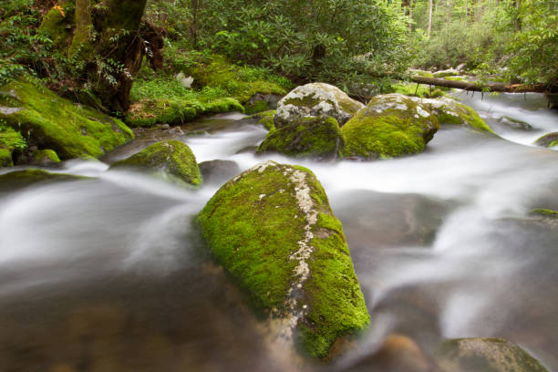 Roaring Forks Motor Trail Detalles en las montañas humeantes - foto de stock