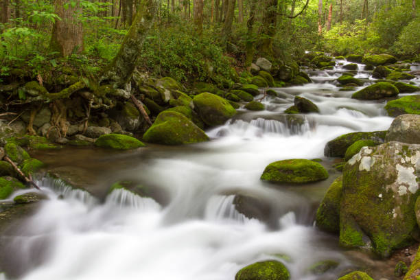 Roaring Forks Motor Trail Detalles en las montañas humeantes - foto de stock