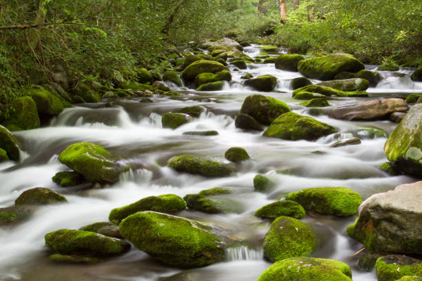 Detalles de Roaring Forks Motor sendero en las Montañas Humeantes - foto de stock