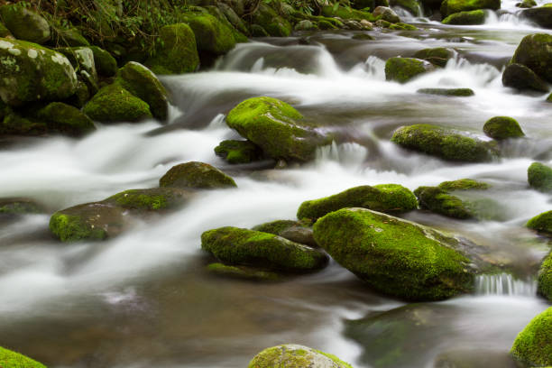 Roaring Forks Motor Trail Detalles en las montañas humeantes - foto de stock