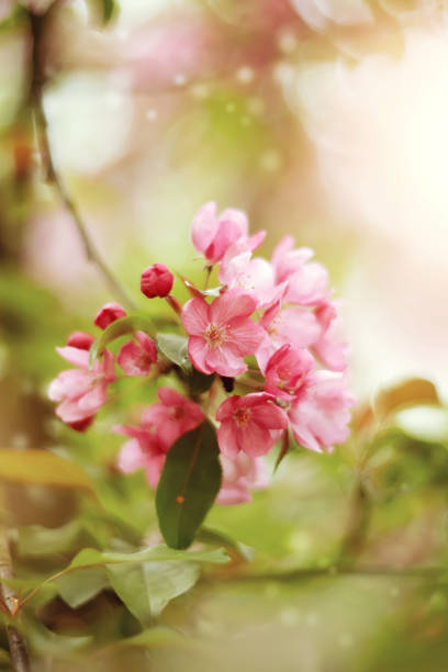 istock Branch with pink flowers of Apple tree 666831240