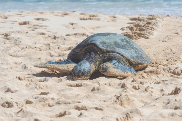 istock Sea turtle crawling along Hawaiian beach 666831726