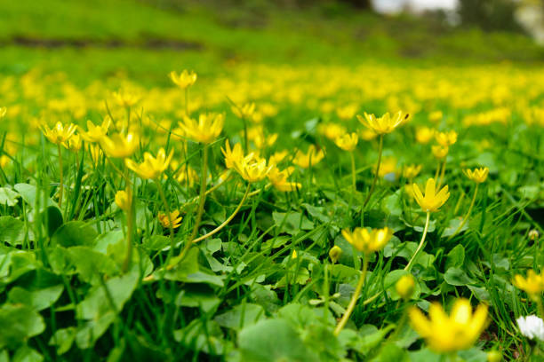 istock Yellow Flowers in Green 666832058