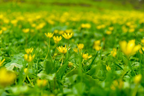 istock Yellow Flowers in Green 666832414