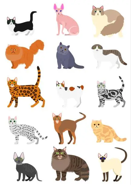 Vector illustration of cats breeds set