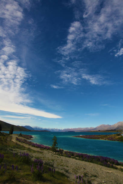 istock Lupins At Lake Tekapo 666852488