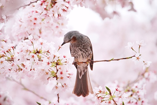 Bird and sakura