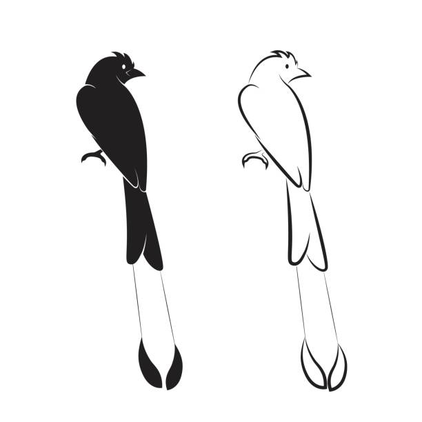 illustrazioni stock, clip art, cartoni animati e icone di tendenza di vettore di uccello su sfondo bianco. icona uccelli. (drongo dalla coda racchetta maggiore; dicrurus paradiseus) - drongo