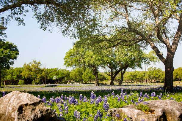 istock Wild Bluebonnets outside of Austin - Warm 666859372