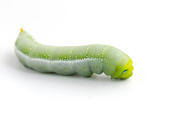 istock Caterpillar, Big green worm, Giant green worm on white background 666860162