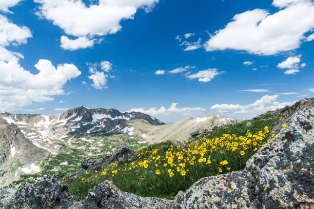 콜로라도 산 야생화 여름 풍경 - colorful colorado 뉴스 사진 이미지