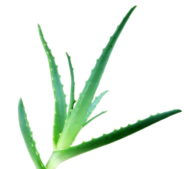 istock Aloe Vera Plant 666871600