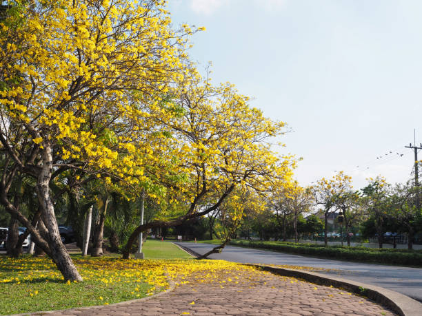 lignes jaunes d’arbre de rosea de tabebuia et les fleurs tombent sur le sol d’herbe - autumn street single lane road tree photos et images de collection