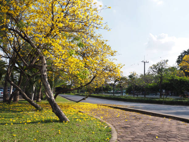 lignes jaunes d’arbre de rosea de tabebuia et les fleurs tombent sur le sol d’herbe - autumn street single lane road tree photos et images de collection