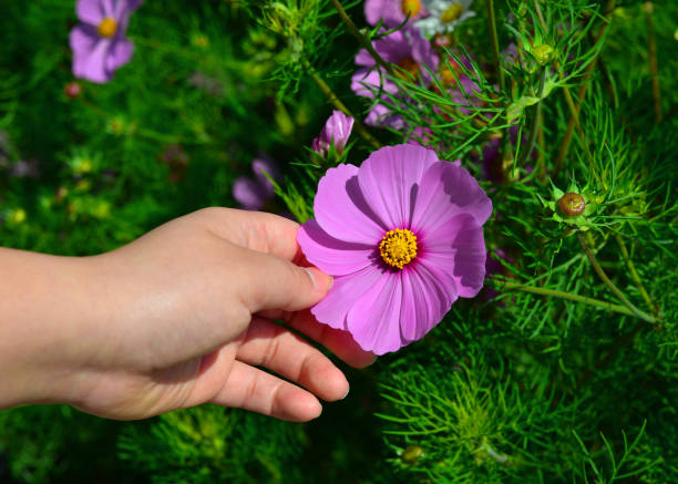 istock a hand is touching a pink flower 666872038
