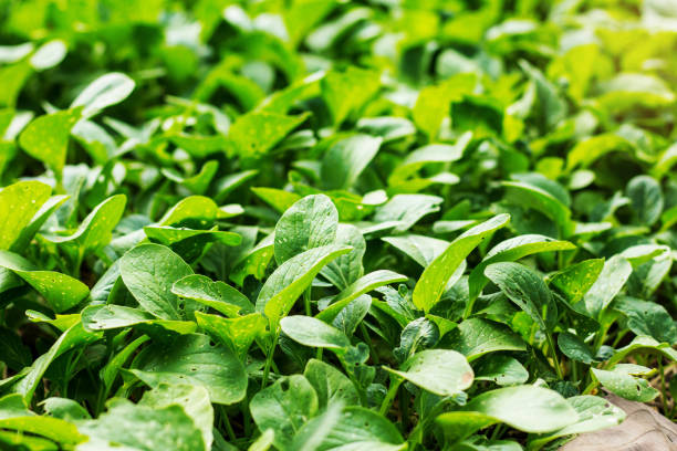 istock Lettuce planted with insect bite marks on the leaves. 666875656