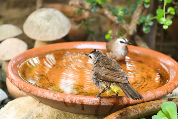istock Yellow - vented Bulbul Pycnonotus goiavier swimming 666878540