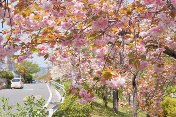 istock double cherry blossom in Japan 666879276