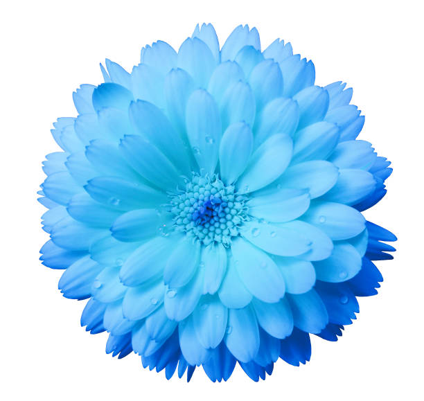istock light blue, gentle Flower calendula, blue  petals  with dew, white isolated background with clipping path. no shadows. Closeup with no shadows. for design. 666880422