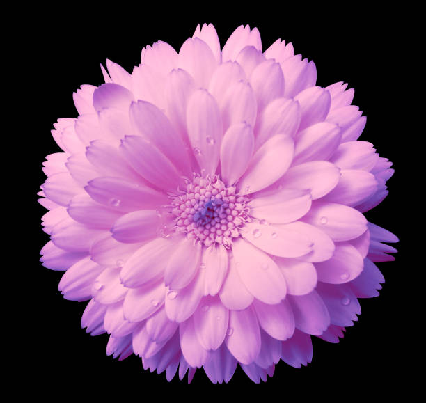 istock pink-violet Flower calendula, blossoms petals light pink  with dew, black isolated background with clipping path. no shadows. Closeup with no shadows. for design. 666880452