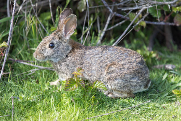 istock Alert Cottontail Rabbit - Sylvilagus 666882498