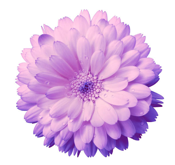 istock light pink, gentle Flower calendula, blossoms petals light pink  with dew, white isolated background with clipping path. no shadows. Closeup with no shadows. for design. 666882514
